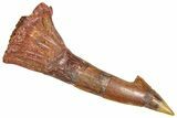Bargain, Fossil Sawfish (Onchopristis) Rostral Barb - Morocco #366672-1